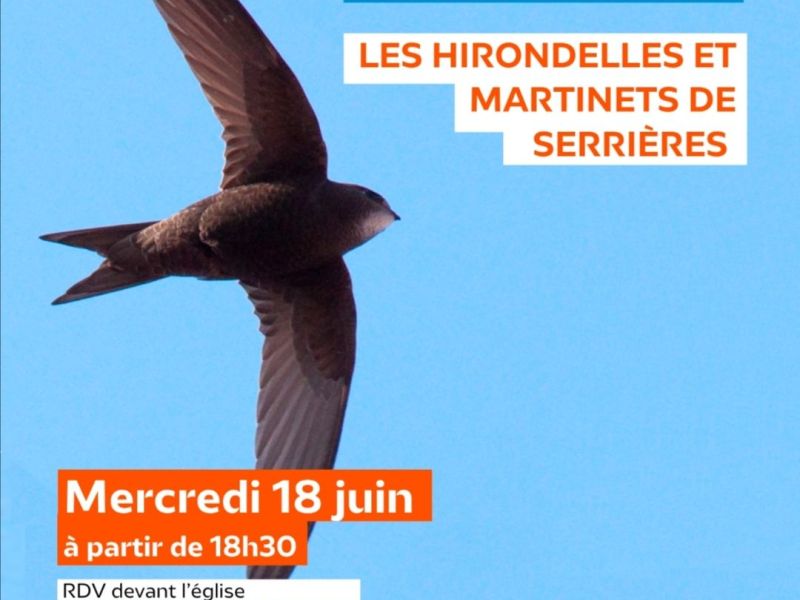 Comptage des hirondelles